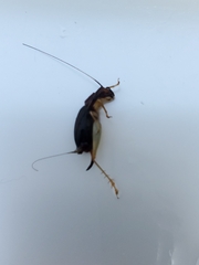 Phyllopalpus pulchellus