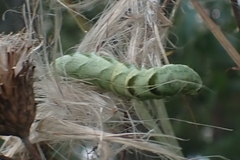 Melanchra persicariae