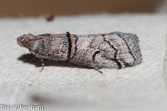 Acrobasis romanella