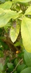 Coreoidea