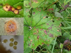 Puccinia poarum
