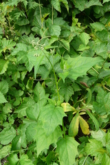 Chenopodiastrum hybridum