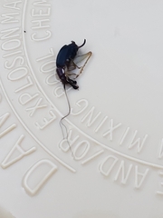 Phyllopalpus pulchellus