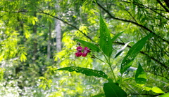 Impatiens glandulifera