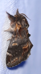 Notodonta dromedarius