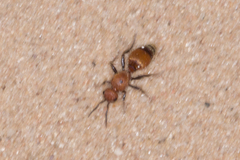 Sphaeropthalminae