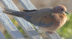 Streptopelia senegalensis