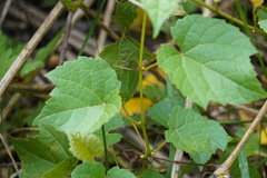 Vitaceae