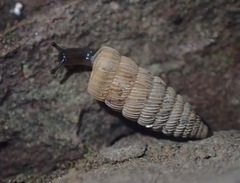 Urocoptidae