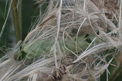 Melanchra persicariae