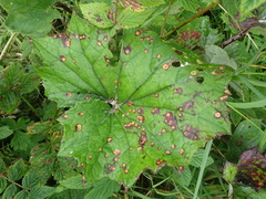 Puccinia poarum