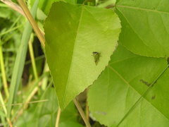 Stictocephala basalis