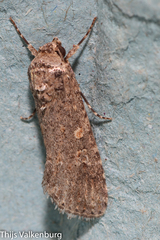 Spodoptera exigua