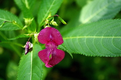 Impatiens glandulifera