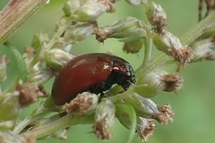 Chrysolina polita