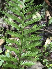 Asplenium