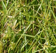 Cyperus bipartitus