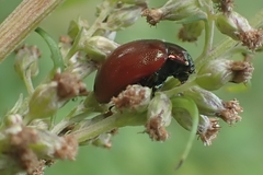 Chrysolina polita
