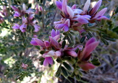Indigofera brachystachya