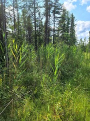 Phragmites australis americanus