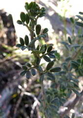 Indigofera brachystachya