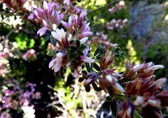 Indigofera brachystachya