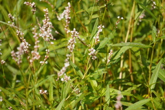 Persicaria hydropiperoides