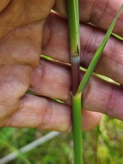 Phragmites australis americanus