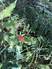 Prosartes trachycarpa