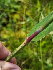 Phragmites australis americanus