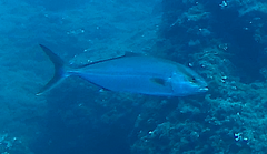 Seriola dumerili