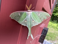 Actias luna