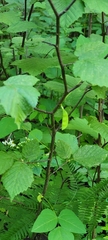 Corylus cornuta