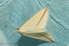 Rhodometra sacraria