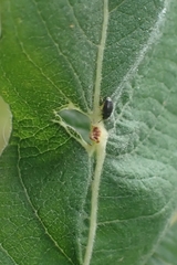 Phratora