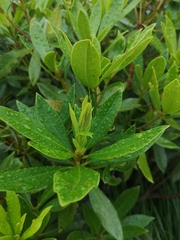 Rhododendron