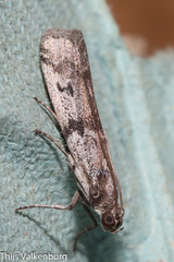 Phycitini