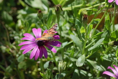 Vanessa braziliensis