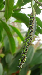 Limacodidae