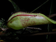Nepenthes tentaculata