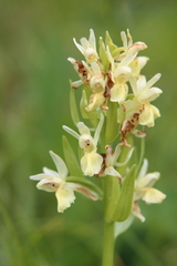 Dactylorhiza sambucina