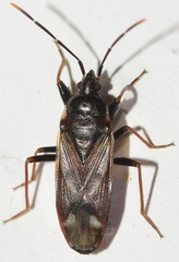 Eremocoris fenestratus
