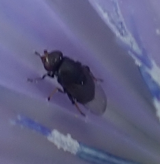 Milichiidae