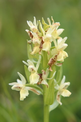 Dactylorhiza sambucina