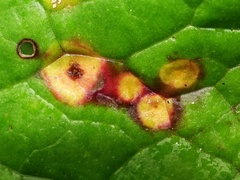 Puccinia poarum