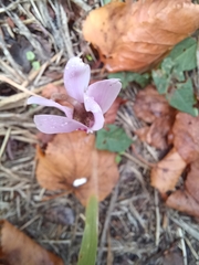 Cyclamen hederifolium