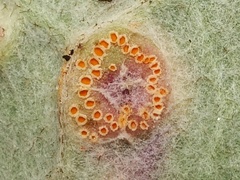 Puccinia poarum