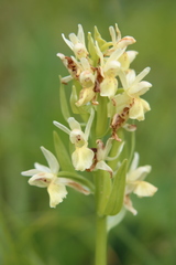 Dactylorhiza sambucina