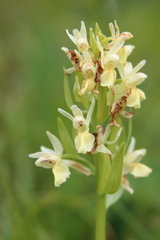 Dactylorhiza sambucina