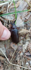 Prionus coriarius